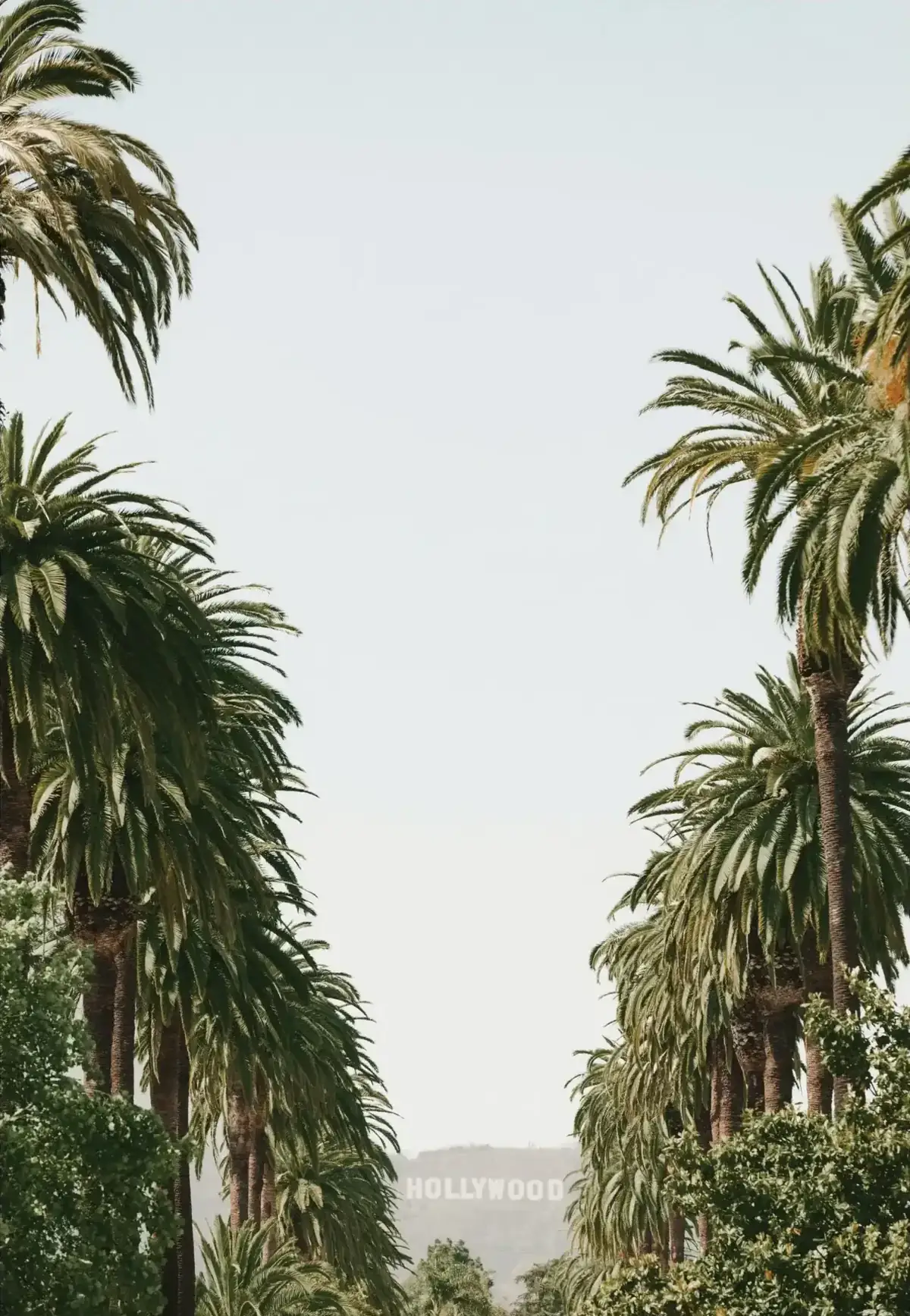 Palm trees on Sunset Boulevard above the Sous La Face studio in West Hollywood